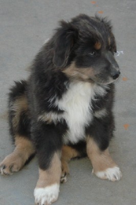 pupwweb2.jpg
